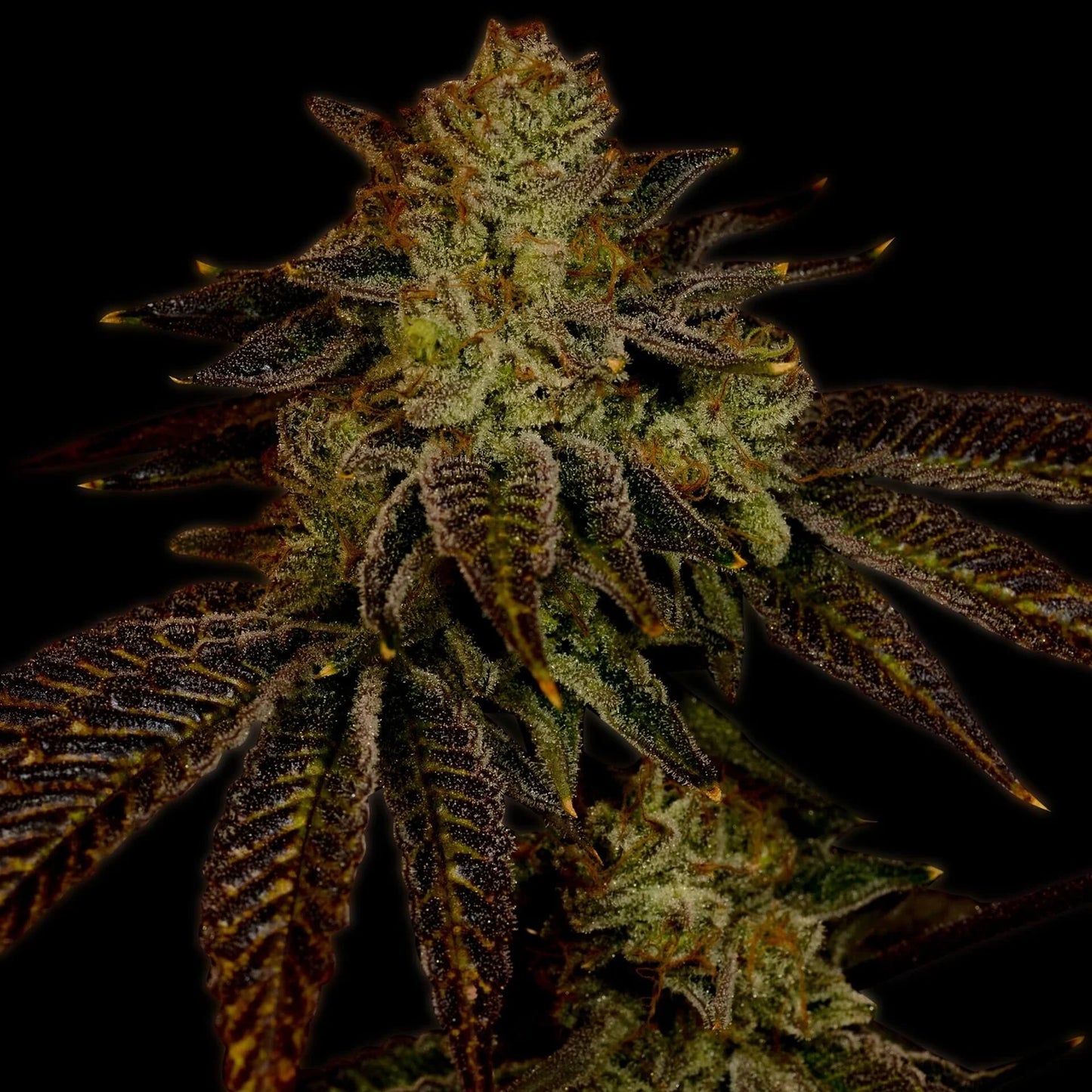 Milky Way