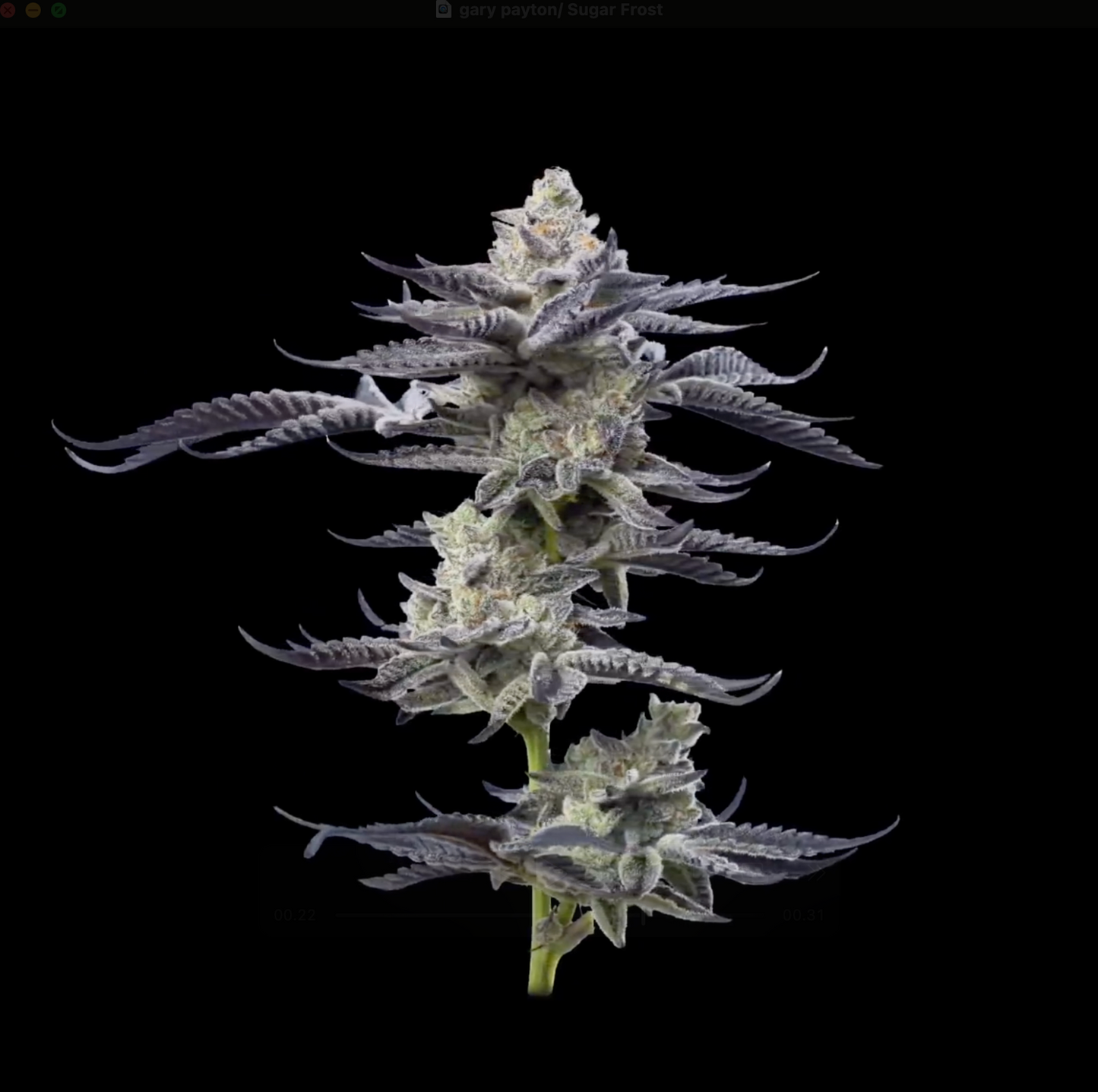 Sugar Frost