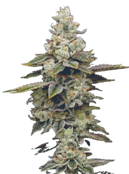Amneezy Platinum