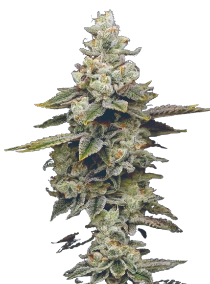 Amneezy Platinum
