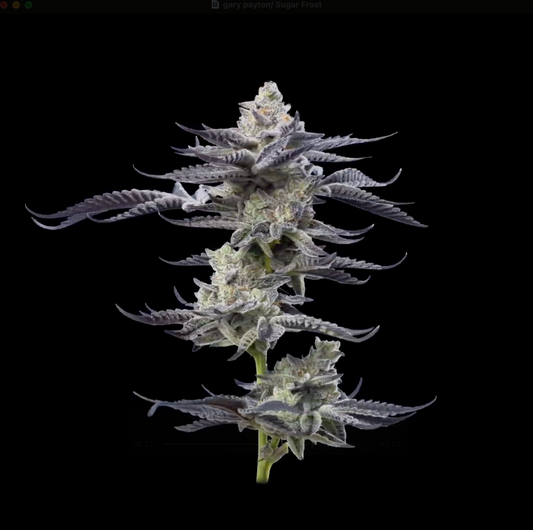 Sugar Frost